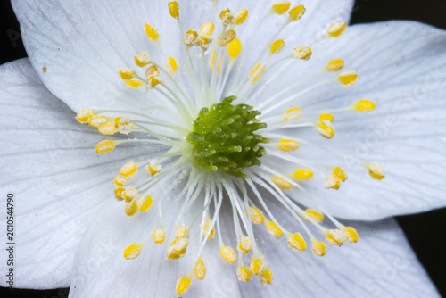 Exquisite macro photography of a white wood anemone