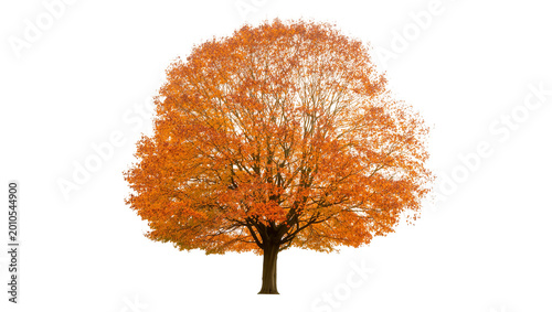 Foto Vibrant orange autumn maple tree with full foliage and sturdy trunk