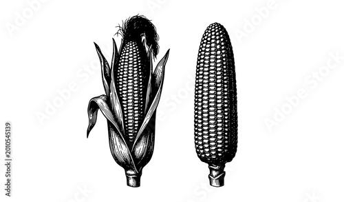 Bild auf Leinwand Vintage corn engraving vector with husk and kernel detail botanical maize line a