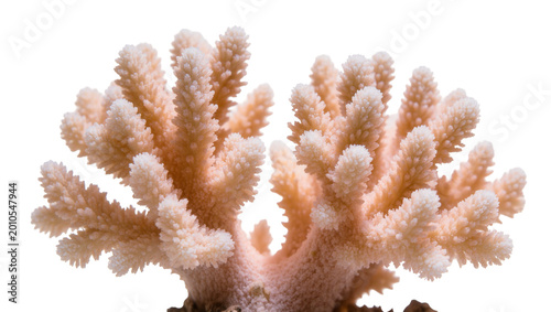 Принти на полотні Delicate pink branching coral formation with intricate textures