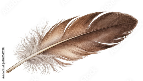 Foto Brown fluffy feather with quill and delicate barbs