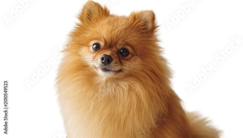 Tablou pe pânză Fluffy orange Pomeranian dog portrait with attentive gaze