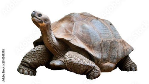 Fotografie Large Galapagos Tortoise with Textured Shell and Scaly Legs
