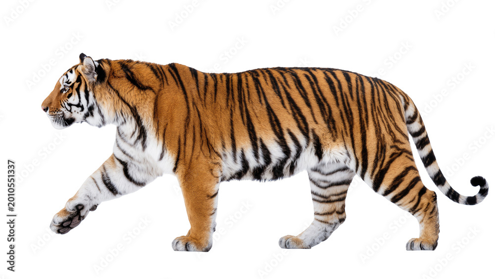 Fototapeta premium Striped Bengal Tiger Walking Profile View