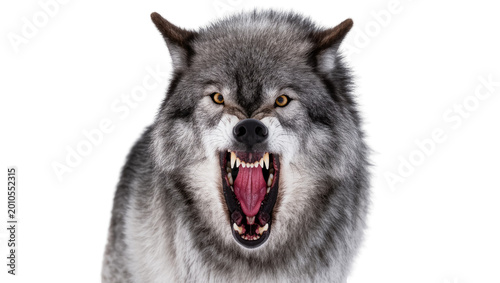 Photos Fierce gray wolf head with open mouth and visible teeth