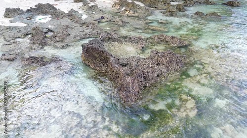 Rugged Coral Reef Rocks in Clear Shallow Tropical Ocean Water