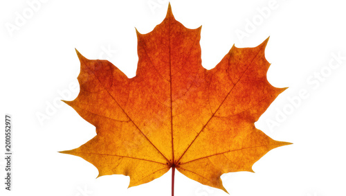 Bilde på lerret Vibrant orange maple leaf with prominent veins and stem