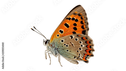 Copper butterfly showcases its striking orange and grey wing markings while isolated on a clean white background.