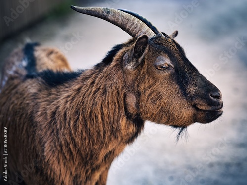 Brown Goat Portrait Close-Up