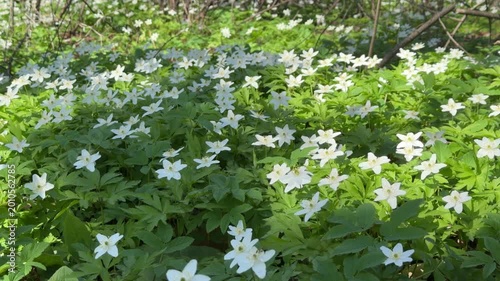 Anemonoides nemorosa a peaceful forest meadow. a static camera. a variant of a bright spring forest background
