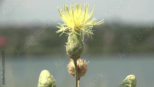 Macro shot of yellow knapweed wildflower swaying in wind with soft bokeh background and small flying insect in natural daylight