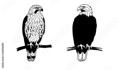 Detailed line art and silhouette of a perched eagle, predatory bird wildlife sketch.