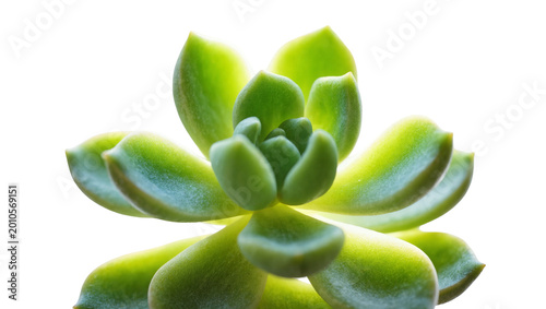 Foto Compact succulent plant with green and yellow rosette foliage