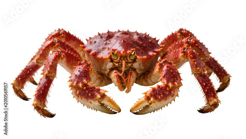 Картината върху платно Reddish-orange Spiny Crab with Claws Facing Forward