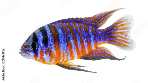 Obraz na plátne Vibrant striped African Cichlid fish with orange and blue coloration