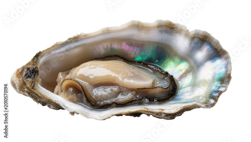 Vászonkép Opened Oyster Shell with Pearl and Soft Tissue Interior