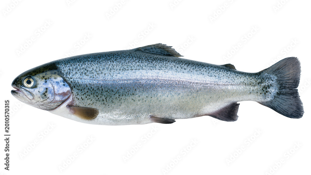 Obraz premium Silver speckled Rainbow Trout Fish with Fins and Scales