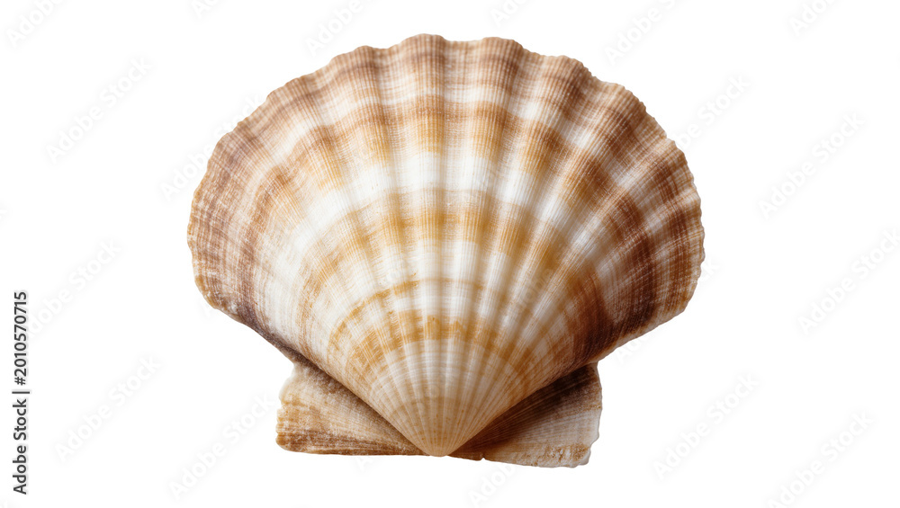 Obraz premium Detailed Brown Beige Scallop Shell with Textured Ridges and Spiral Pattern