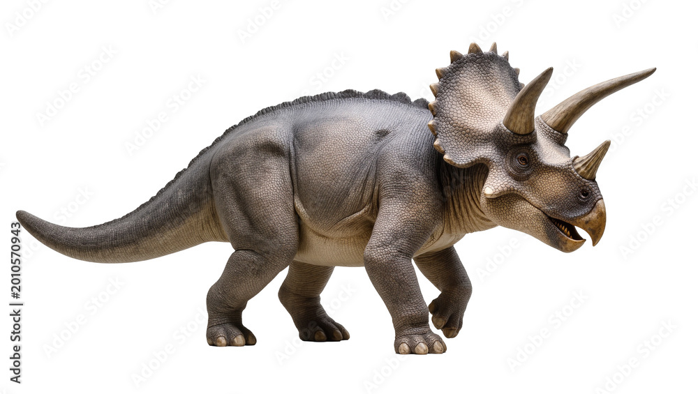 Fototapeta premium Gray Triceratops Dinosaur Standing with Horns and Frill