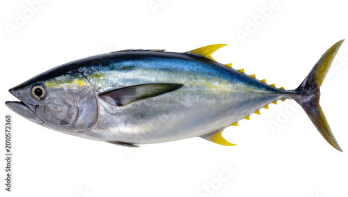 Canvastavla Fresh Yellowfin Tuna Fish Whole Body Side View