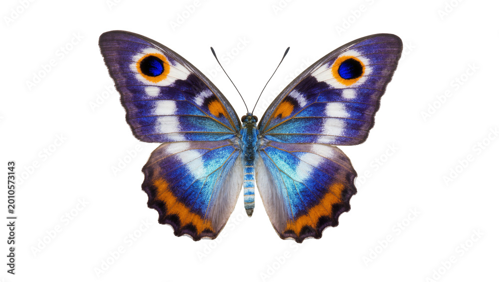 Fototapeta premium Blue patterned butterfly with orange and black wing borders