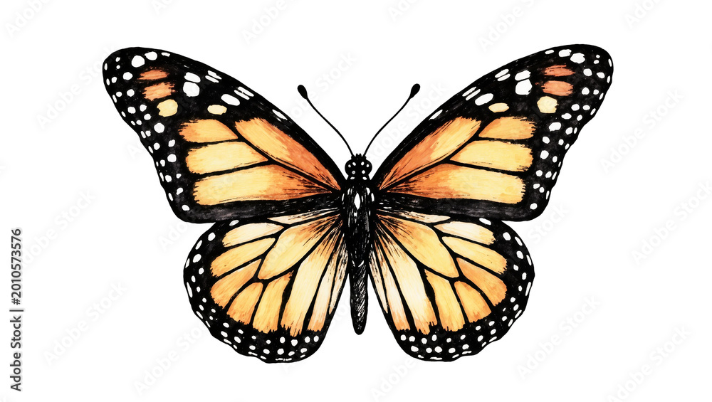Obraz premium Detailed Monarch Butterfly Watercolor Painting with Black and Orange Wings
