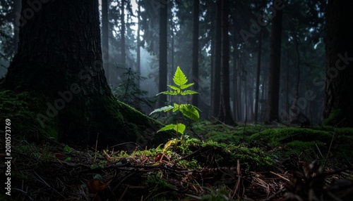 carbon neutral