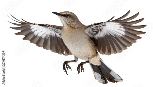 Photography Northern mockingbird with wings spread, isolated on transparent background