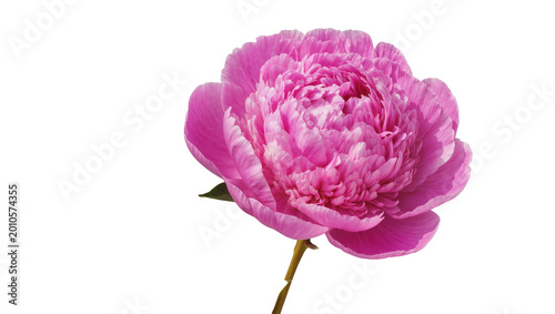 Vibrant pink peony flower with delicate ruffled petals, isolated on transparent background