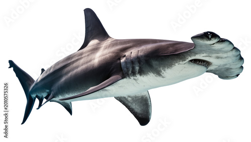 Great hammerhead shark swimming, isolated on transparent background