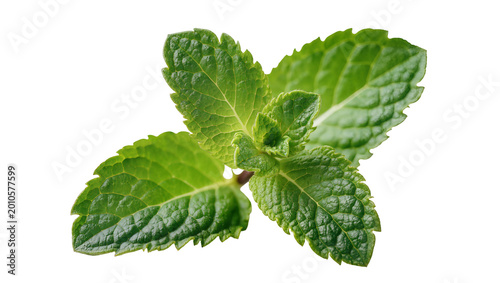 Vibrant green mint leaves with textured surface, isolated on transparent background