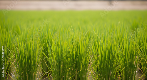 Vibrant green rice field with lush blades