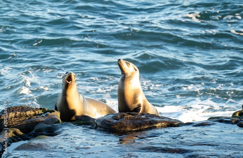 Photography Two sea lions sit upright on rocky shoreline, one vocalizing with mouth open while the other basks in warm golden sunlight