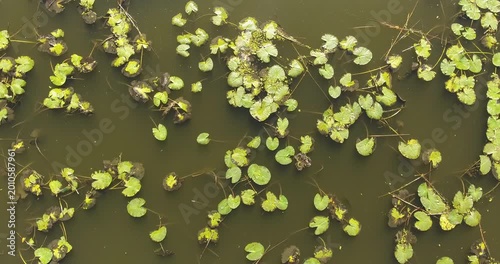 Top-down aerial over still pond covered in floating Trapa natans water chestnut rosettes. Organic green leaf patterns on olive-brown water surface. Freshwater ecology, summer aquatic vegetation concep