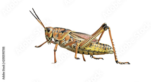 Фотография locust isolated on transparent background