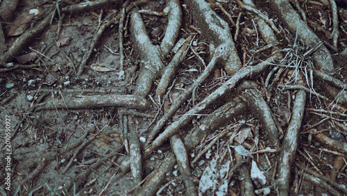 Obraz na plátně a complex network of exposed tree roots intertwined on the ground