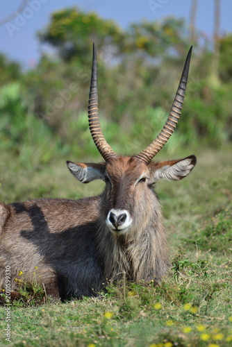 Принти на полотні Waterbuck