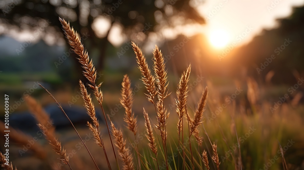 Fototapeta premium Golden hour backlighting illuminates feathery grass plumes in a peaceful sun drenched field setting
