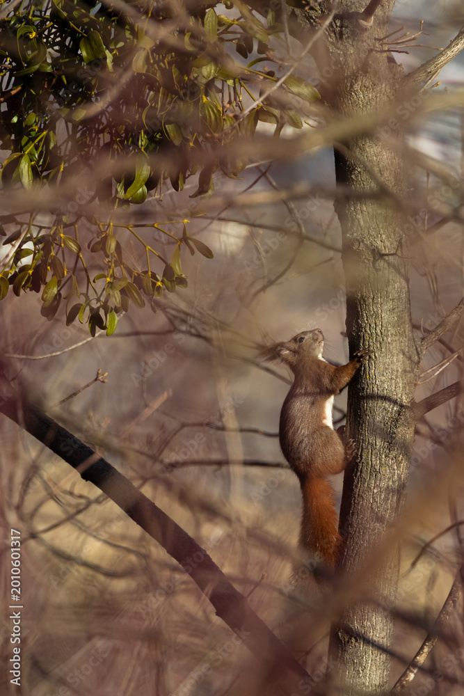 Obraz premium A lively squirrel ascends a tree, showcasing its agility and natural habitat. 