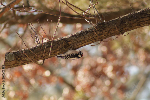 Εκτύπωση καμβά Downy woodpecker on the underside of a tree