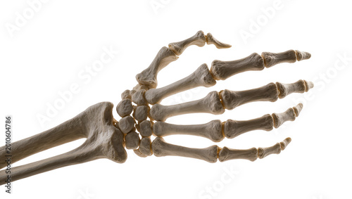 Photos Human skeletal hand and forearm bones, isolated on transparent background