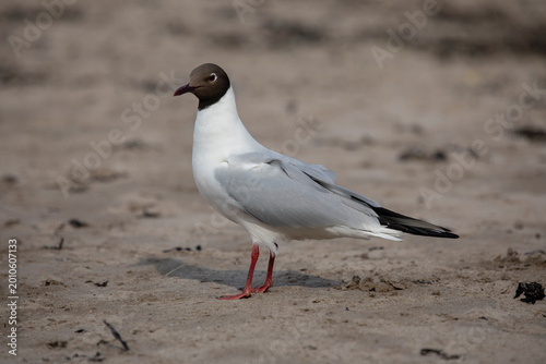 Elegant Black-Headed Gull Standing on Sandy Beach with Red Legs