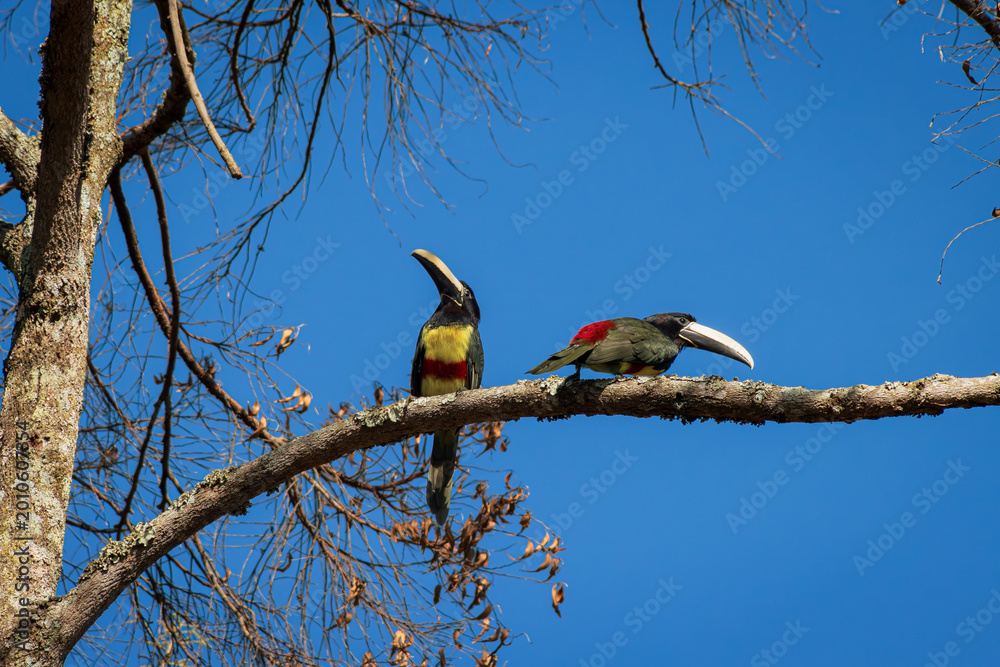 Fototapeta premium Two Black-necked Aracari perched in a tree branch in the early morning, Rio de Janeiro mountains.