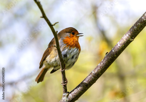 Photography European robin songbird Erithacus rubecula singing a song while perched on branch