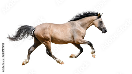 Foto Dusky brown galloping horse with black mane and tail in motion