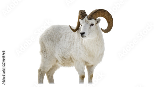 Fotografie Fluffy White Mountain Ram with Curved Horns Standing