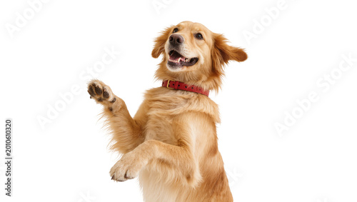 Quadro su tela Golden Retriever Dog Raising Paw with Red Collar and Happy Expression