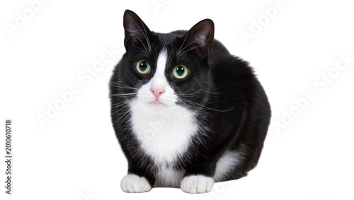 Schilderij op canvas Fluffy Black and White Domestic Cat Sitting with Green Eyes