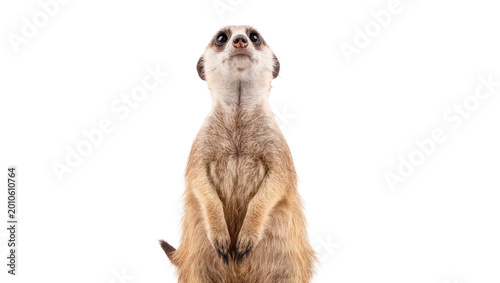 Fotografía Standing Curious Baby Meerkat with Brown Fur and Dark Eyes
