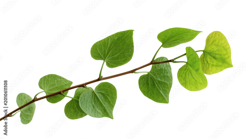 Fototapeta premium Green Heartleaf Philodendron Branch with Vibrant Leaves